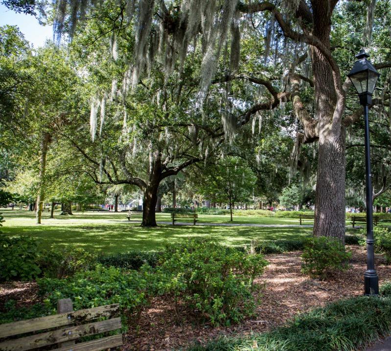 Trees in Savannah Park