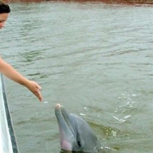 Dolphin in Water near Boat