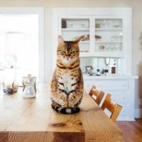 Cat on Table in Pet Friendly Rental